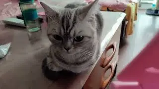 最近猫咪米粉儿太淘气，认真接受奶奶批评教育~~