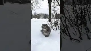 Первый снег в жизни домашнего кота #cats #catshorts #смешныекоты