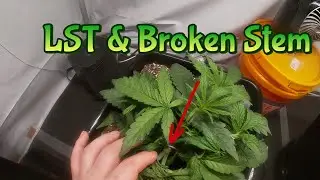 Week 4 Autoflowers & Autopots (LST & Broken Stem)