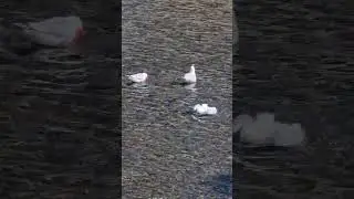 #shortvideo
