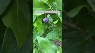 Закрываю дачный сезон🥲 #дача #хобби #огород #яблоня