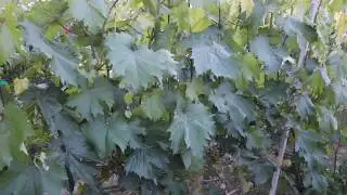 ОТВЕЧАЮ НА ВОПРОСЫ,  видео  №1