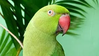 Angry Parrot Video | Natural Parrot Sounds | Parrot Calling Sounds ||