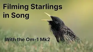 Filming singing Starlings with the OM-1 MK2 and the 150-400mm lens.