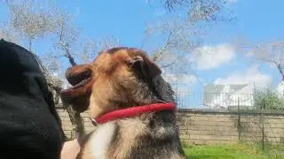 ADOTTATO REX!