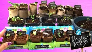 Moestuintjes AH - Hoe jonge plantjes Moestuin Maatjes verzorgen? #2