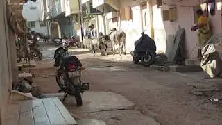 end of a cow fight