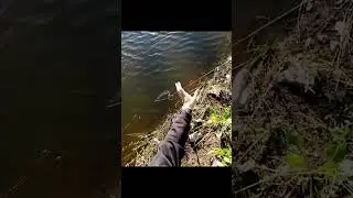 #спининг #fishing #shortvideo #рыбалка #щука #fish