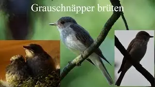 Grauschnäpper (Muscicapa striata)