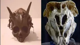 Ancient Giant Skulls With Horns Discovered At Sayre In The 1880s