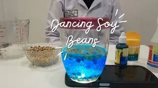 EKSPERIMEN KIMIA || DANCING SOY BEANS