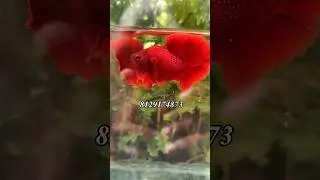Full Red ohm premium quality pairs available💯 📩whtp  8129174873 #fish
