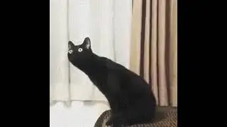 Чёрный кот матерится