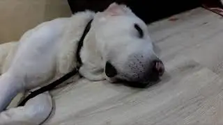 ЧП с собакой