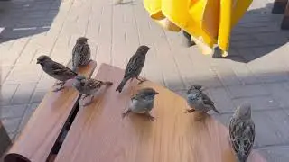 Горобчики в кафе) Київ