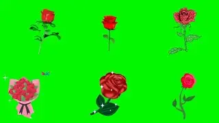 Rose Green Screen Animation