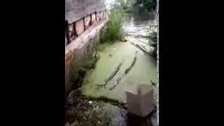 У бывшего здания городского пляжа плещется Амур (28 августа 2013)