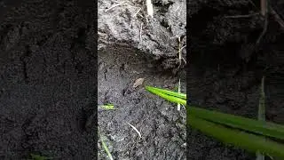 Just found it down near the river