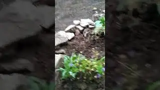 всех приветствую и показываю что изменилось на нашем участке и в доме