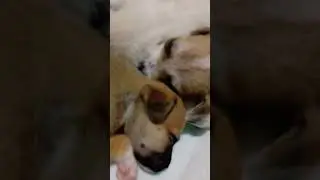 PUPPIESSSS