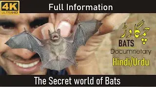 All About Bats | Interesting Facts |  Full Information