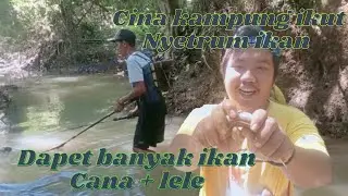NYETRUM IKAN DI PINGGIR SAWAH || DAPAT BANYAK IKAN CANA