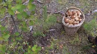 Грибной беспредел по Нижегородски! 44 белых гриба с одного места. Часть 2.