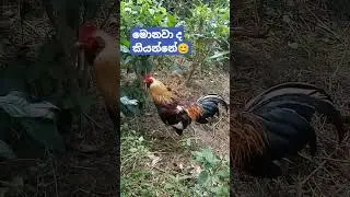 කුකුළාගෙ හැඩළීම cock screeming