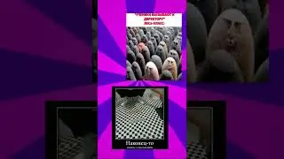#мемы #mems #youtube #мемы_тикток #мем #youtubeshorts #fyp