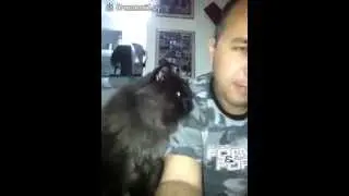 (Смотреть Всем) Демонический кот ласкается !