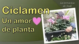 CICLAMEN PERSICUM. Cuidados de este AMOR de planta 💖. Conócela para conservarla durante muchos AÑOS!