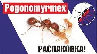 The MOST DANGEROUS HARVESTER-ANTS in the WORLD (Pogonomyrmex) UNBOXING!