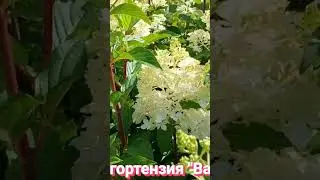 Гортензия метельчатая