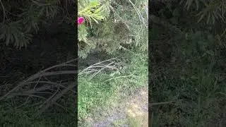 Kenji ignores yappy neighbor dogs