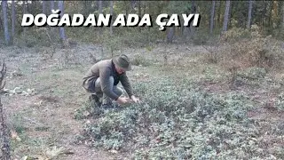 Doğada Adaçayı toplayıp içtik. #adaçayı #nature #doğa
