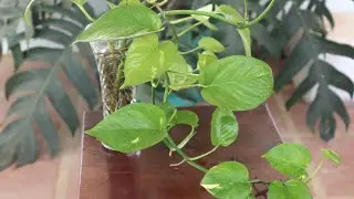 EPISODE 21 THE BEST WAY TO GROW MONEY PLANT IN WATER