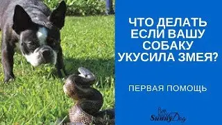 Что делать, если вашу собаку укусила змея? Какая первая помощь?
