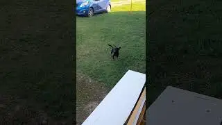 Собака #shorts #граф