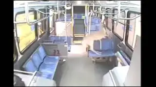 funny and amazing videos bus accident with a deer