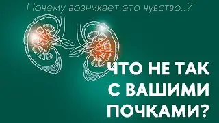 Почки, функция, причины нарушения,продукты Veira для улучшения работы почек | Почки профилактика