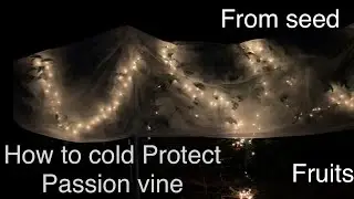 How to cold Protect Passion vine and fruits.