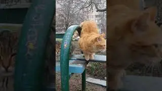 Мего милота