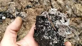 шампиньоны в саду,