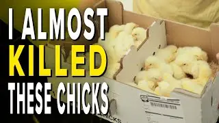 I ALMOST KILLED 100 BABY CHICKENS | Don't Do What I Did