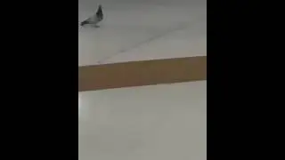 голубь молиться возле Каабы