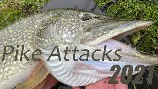 Amazing Pike attacks compilation - Season 2021