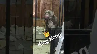 Caona Bully's King Kong 💪 #xlbully #americanbully #xlamericanbully