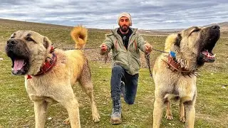 BROTHERS WHO KILLED A WOLF TWICE AT THE YEAR OLD OF 2 ~ Wolfish Shepherd Dogs! 