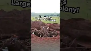 Planet of the Ants