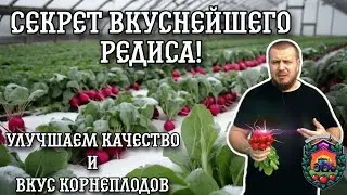 Секрет ВКУСНОЙ РЕДИСКИ зимой|Лучшие стимуляторы для редиса